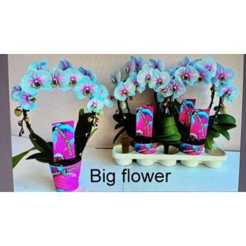 image PHALAENOPSIS 2BR TEINTE ARCEAU