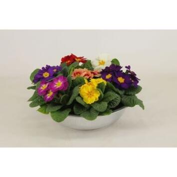 image PRIMEVERE ACAULIS X7 COUPE