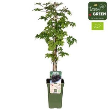 image FRAMBOISIER RUBUS THORNLESS