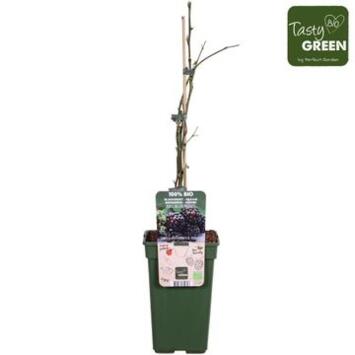 image FRAMBOISIER RUBUS THORNLESS