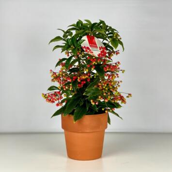 image ARDISIA CRENATA P TERRE