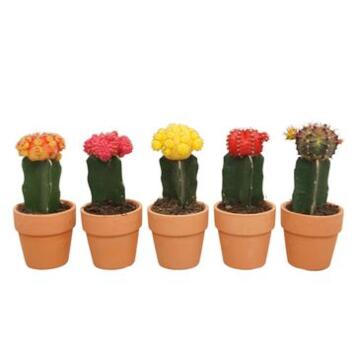 image CACTUS GYMNOCALYCIUM