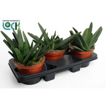 image GASTERIA FLOW
