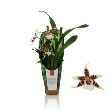 image ORCHIDEE ALICEARA 1BR
