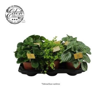 image PEPEROMIA VARIE