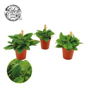 image PEPEROMIA PIXIE