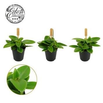 image PEPEROMIA PIXIE