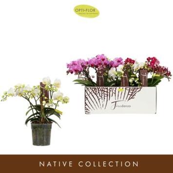 image PHALAENOPSIS 2/3BR MF VARIE