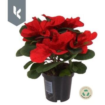 image POINSETTIA MOUSE