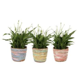 image SPATHIPHYLLUM PEARL CUPIDO P DECO