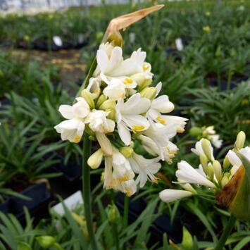 image AGAPANTHE EVER WHITE