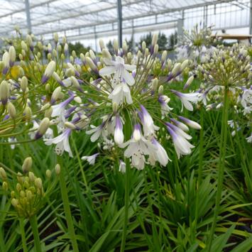 image AGAPANTHE FIREWORKS