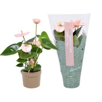 image ANTHURIUM ANDREANUM ROSE