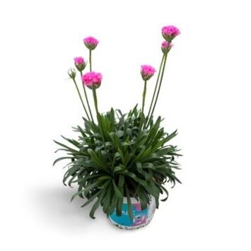 image ARMERIA DAYDREAM