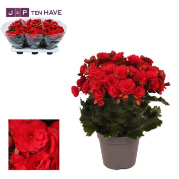 image BEGONIA GRACE ROUGE