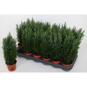 image CHAMAECYPARIS ELWOODII