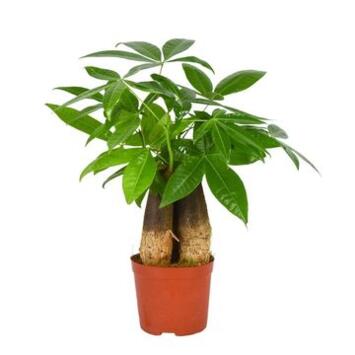 image PACHIRA TRESSE