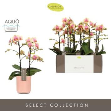 image PHALAENOPSIS 2BR MF CERAM