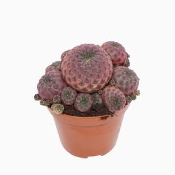image CACTUS REBUTIA