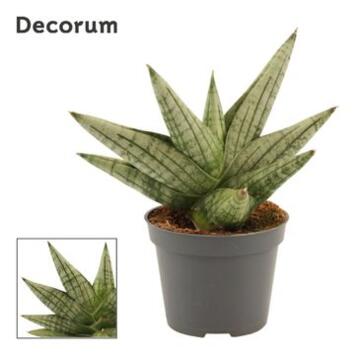 image SANSEVIERIA STYLISH FAN