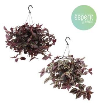 image TRADESCANTIA VARIES