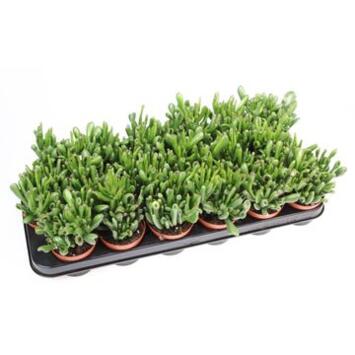 image CRASSULA HOBBIT
