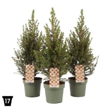 image PICEA GLAUCA DECEMBER