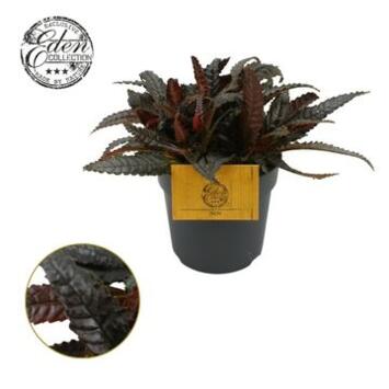 image PILEA HITCHCOCKII