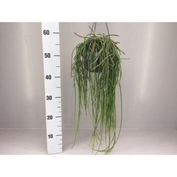 image RHIPSALIS PUNICEODISCUS SUSP