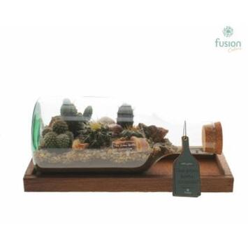 image COMPO CACTUS BOUTEILLE SUPPORT BOIS