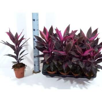 image CORDYLINE TANGO