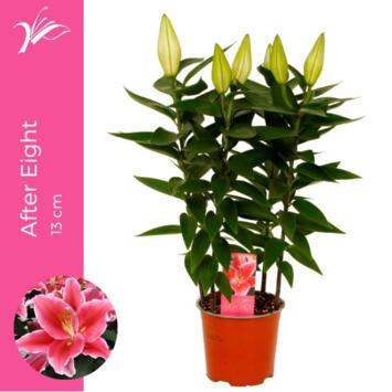 image LILIUM AFTER EIGHT 3PP