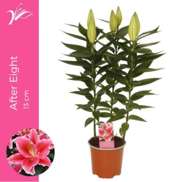 image LILIUM AFTER EIGHT 3PP