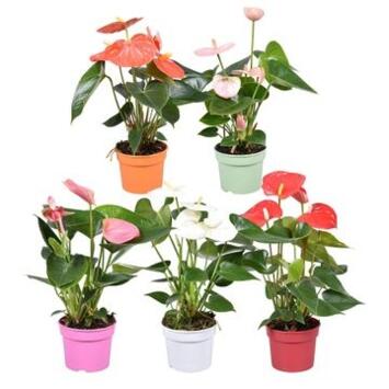 image ANTHURIUM ANDREANUM VARIES