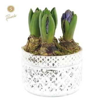 image JACINTHE X3 CERAM