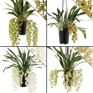 image CYMBIDIUM 5/6BR CASCADE