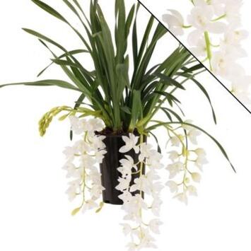 image CYMBIDIUM 3/4BR ICE CASCADE