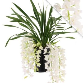image CYMBIDIUM 5/7BR ICE CASCADE