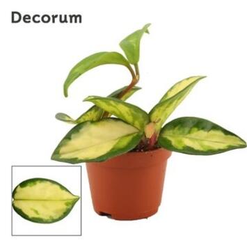 image HOYA CARNOSA TRICOLOR