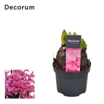 image JACINTHE ROSE 3PP