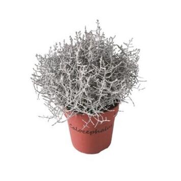 image CALOCEPHALUS BROWNII