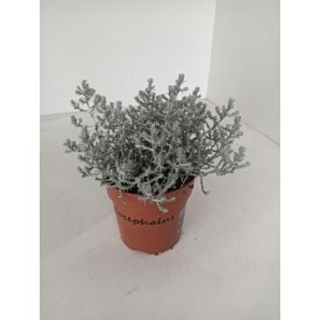 image CALOCEPHALUS BROWNII