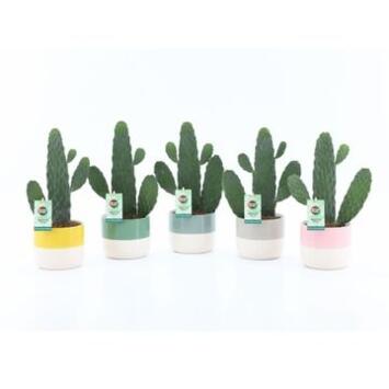 image CACTUS OPUNTIA CERAM