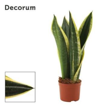 image SANSEVIERIA NIGHT SHADE
