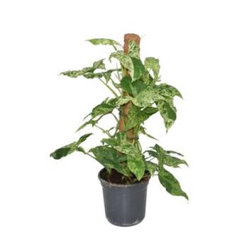 image SYNGONIUM TM
