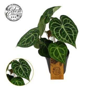 image ANTHURIUM CLARINERVIUM