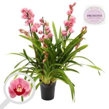 image CYMBIDIUM 3/4BR VARIES