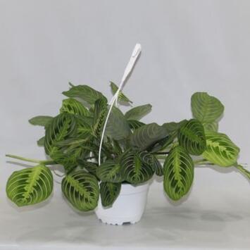 image MARANTA LEMON LIME