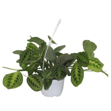 image MARANTA LEMON LIME