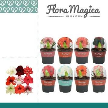 image AMARYLLIS 2TIGES VARIE